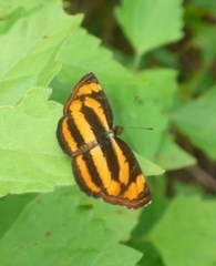 Pantoporia
