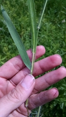 Dichanthelium praecocius