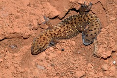 Pachydactylus capensis