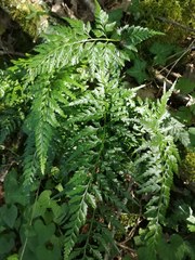 Asplenium adiantum-nigrum