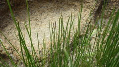 Eleocharis macrostachya