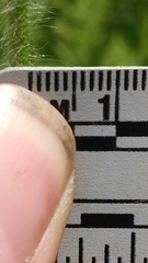 Dichanthelium praecocius