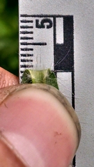 Dichanthelium praecocius