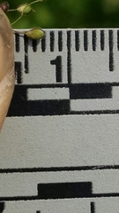 Dichanthelium praecocius