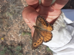 Oeneis chryxus chryxus