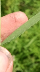 Dichanthelium praecocius