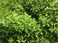Urtica dioica