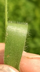 Dichanthelium praecocius