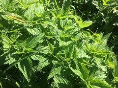 Urtica dioica