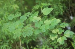 Viburnum opulus