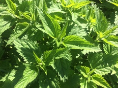 Urtica dioica