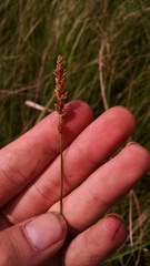 Carex sartwellii