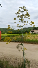 Ferula glauca
