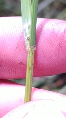 Carex sartwellii