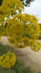 Ferula glauca