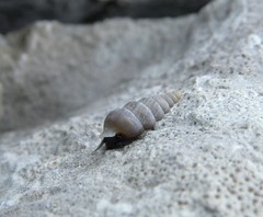 Cochlostoma simrothi