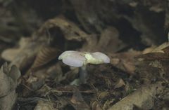 Calocybe ionides