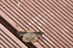 Fascellina chromataria