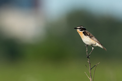 Saxicola rubetra