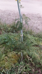 Ferula glauca