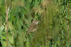 Curruca communis