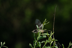 Curruca communis