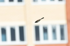 Curruca communis