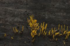 Calocera furcata