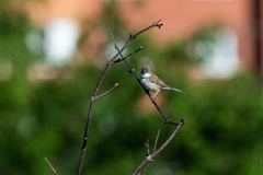 Curruca communis
