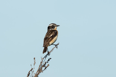 Saxicola rubetra