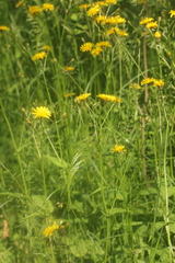 Crepis paludosa