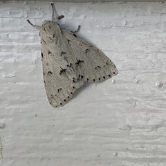 Acronicta innotata