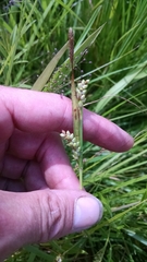 Carex conoidea