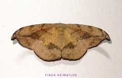 Patalene asychisaria