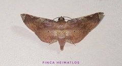 Microsca hedilalis