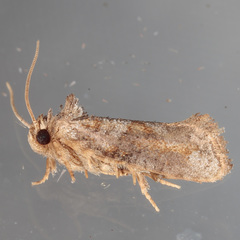 Acrolophus piger