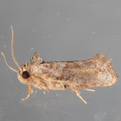 Acrolophus piger