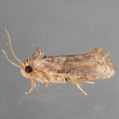 Acrolophus piger