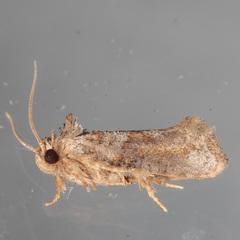 Acrolophus piger