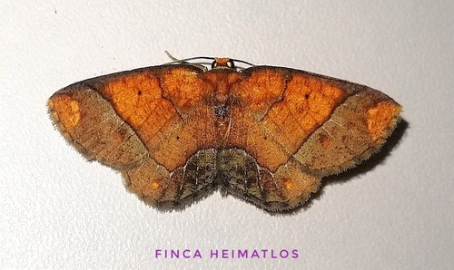 Melinodes detersaria