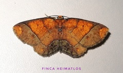 Melinodes detersaria