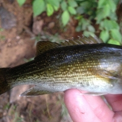 Micropterus coosae
