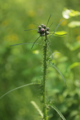 Cirsium palustre