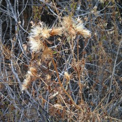 Austrobrickellia patens
