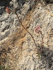 Dudleya palmeri