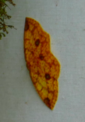 Periclina
