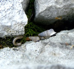 Cochlostoma simrothi