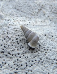 Cochlostoma simrothi