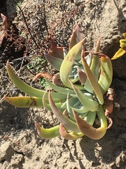 Dudleya palmeri