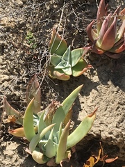 Dudleya palmeri